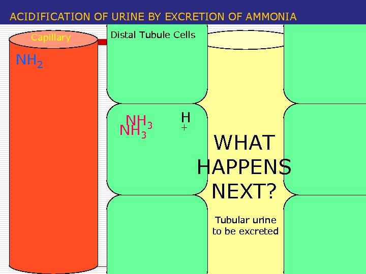ACIDIFICATION OF URINE BY EXCRETION OF AMMONIA Capillary Distal Tubule Cells NH 2 NH