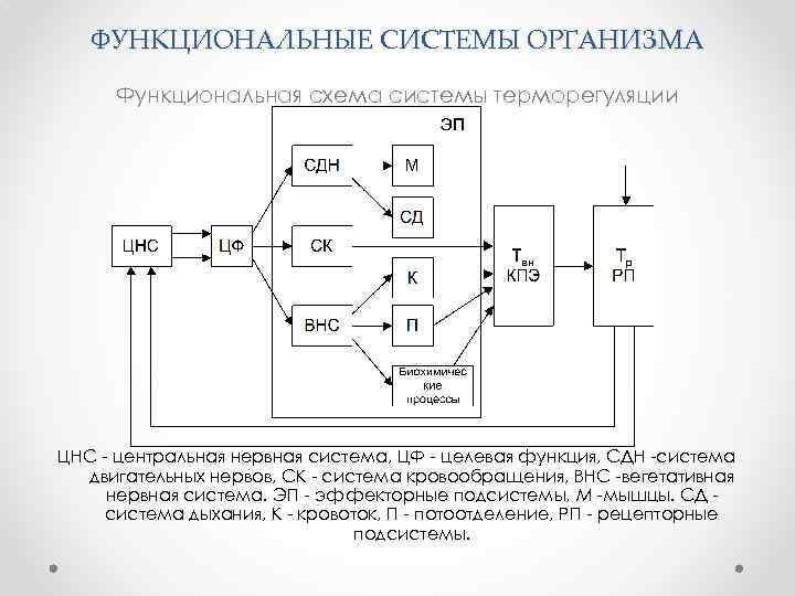 Схема функциональной системы терморегуляции