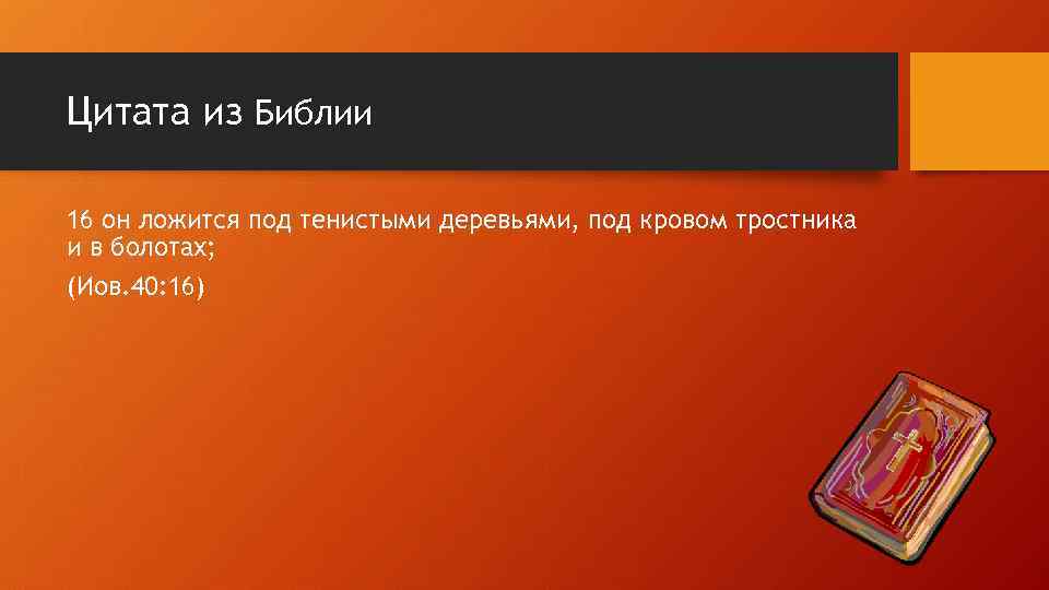 Цитата из Библии 16 он ложится под тенистыми деревьями, под кровом тростника и в