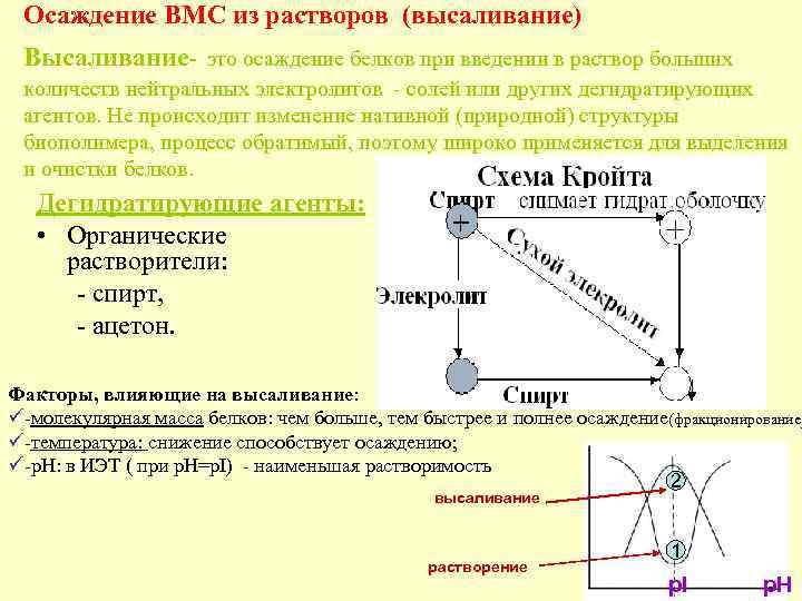 Осаждение ВМС из растворов (высаливание) Высаливание- это осаждение белков при введении в раствор больших
