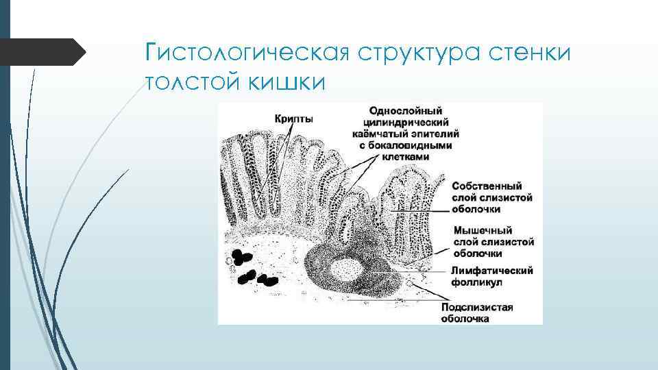 Гистологическая структура стенки толстой кишки 