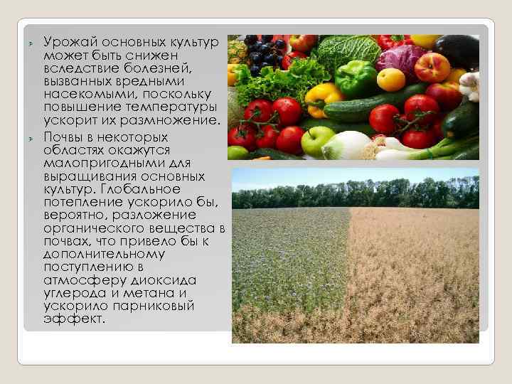 Ø Ø Урожай основных культур может быть снижен вследствие болезней, вызванных вредными насекомыми, поскольку