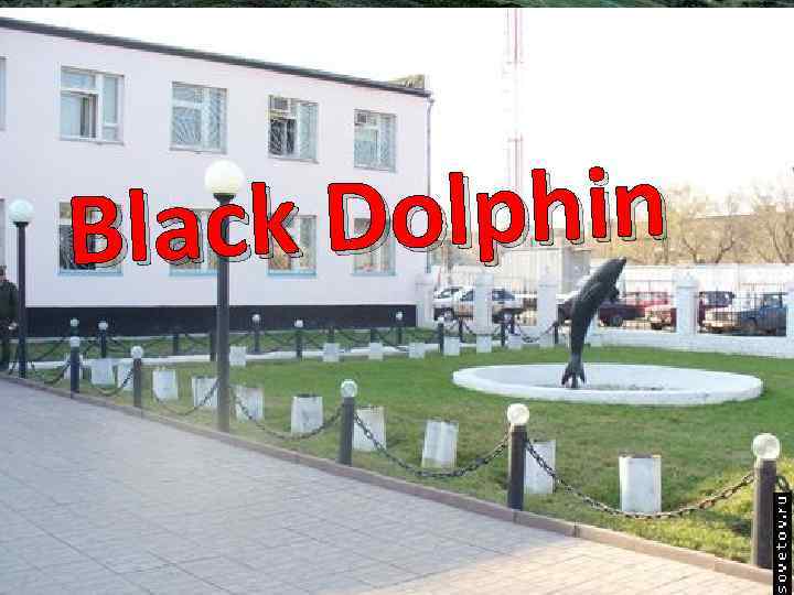 olphin Black D 