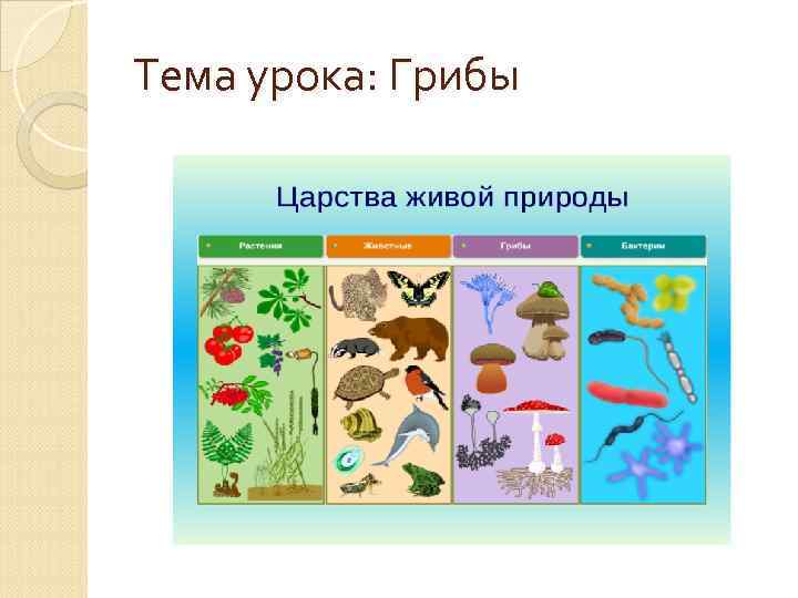Тема урока: Грибы 