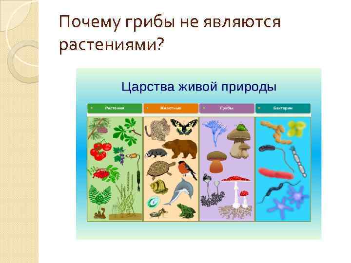 Почему грибы не являются растениями? 