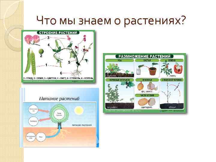 Что мы знаем о растениях? 