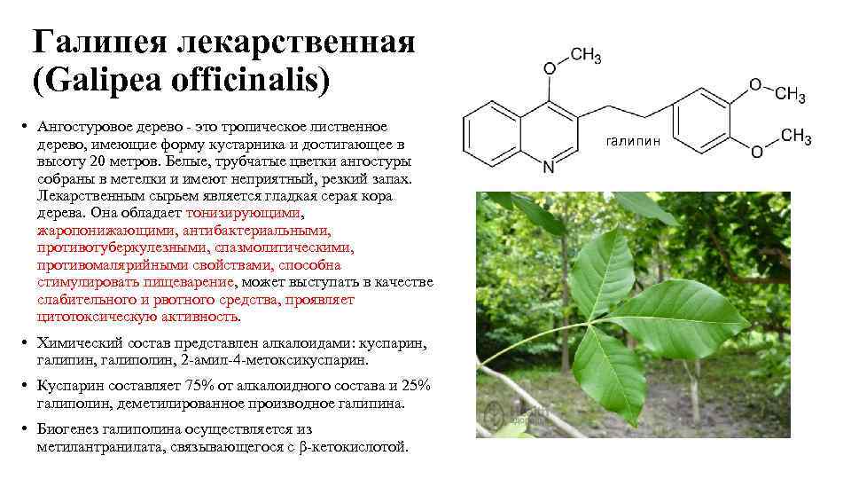Галипея лекарственная (Galipea officinalis) • Ангостуровое дерево - это тропическое лиственное дерево, имеющие форму