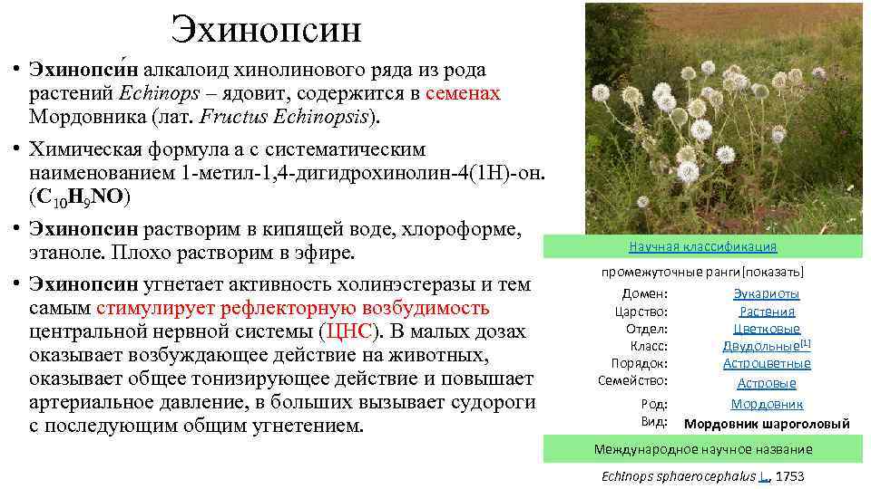 Эхинопсин • Эхинопси н алкалоид хинолинового ряда из рода растений Echinops – ядовит, содержится