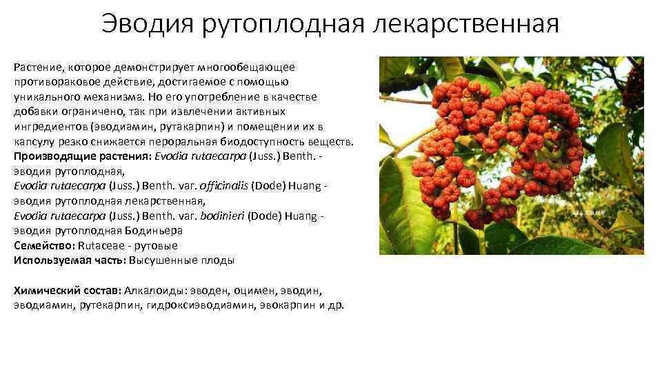 Эводия рутоплодная лекарственная Растение, которое демонстрирует многообещающее противораковое действие, достигаемое с помощью уникального механизма.