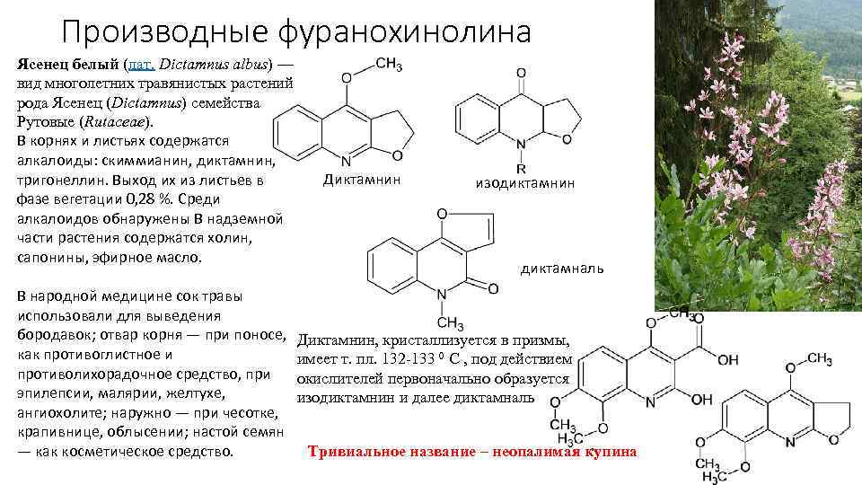 Производные фуранохинолина Ясенец белый (лат. Dictamnus albus) — вид многолетних травянистых растений рода Ясенец