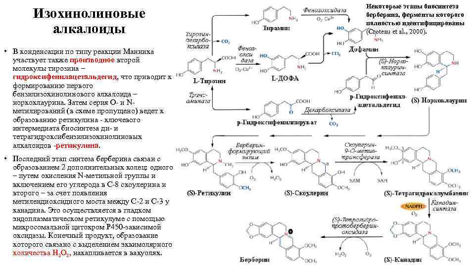 Алкалоиды хинолинового ряда. Алкалоиды группы изохинолина. Функциональные группы алкалоидов.