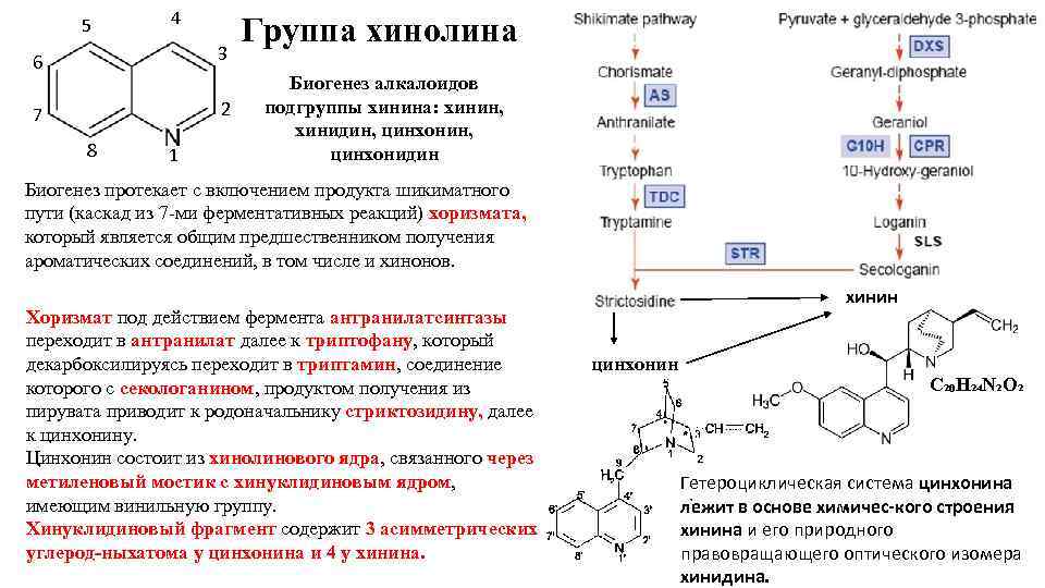 5 4 6 3 7 2 8 1 Группа хинолина Биогенез алкалоидов подгруппы хинина: