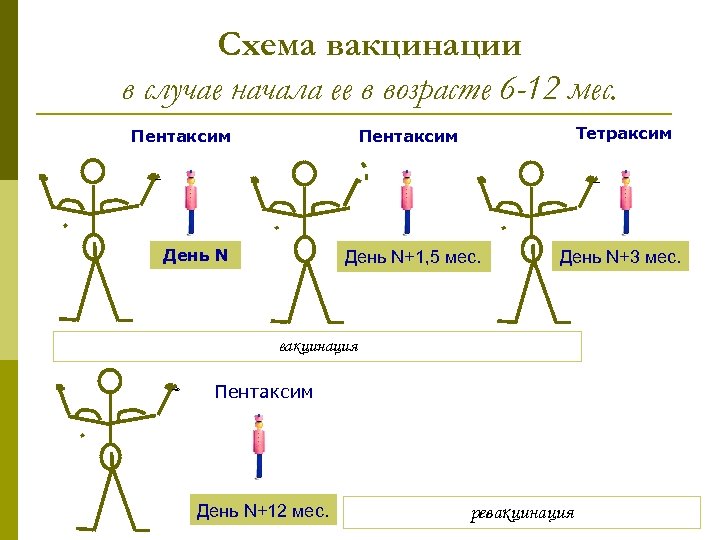 Схема вакцинации овец