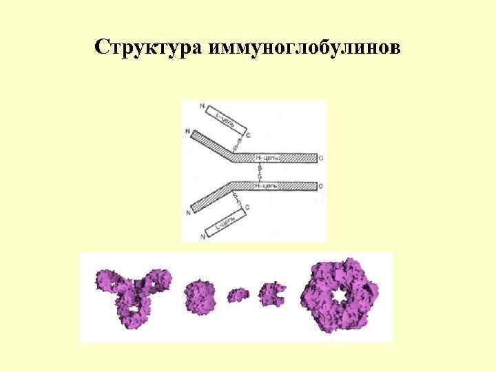 Структура иммуноглобулинов 