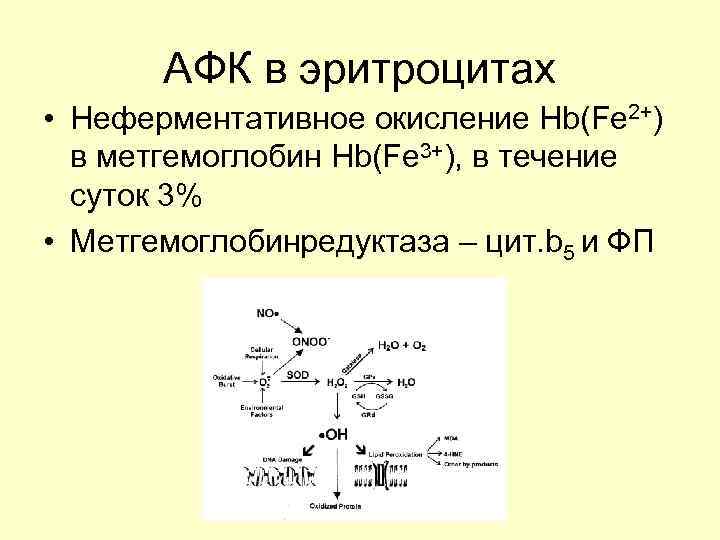 АФК в эритроцитах • Неферментативное окисление Нb(Fe 2+) в метгемоглобин Нb(Fe 3+), в течение