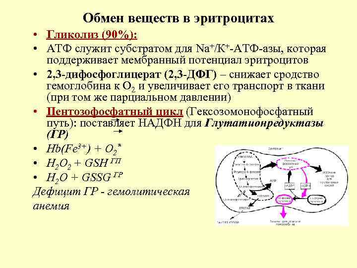 Обмен веществ в эритроцитах • Гликолиз (90%): • АТФ служит субстратом для Na+/К+-AТФ-азы, которая