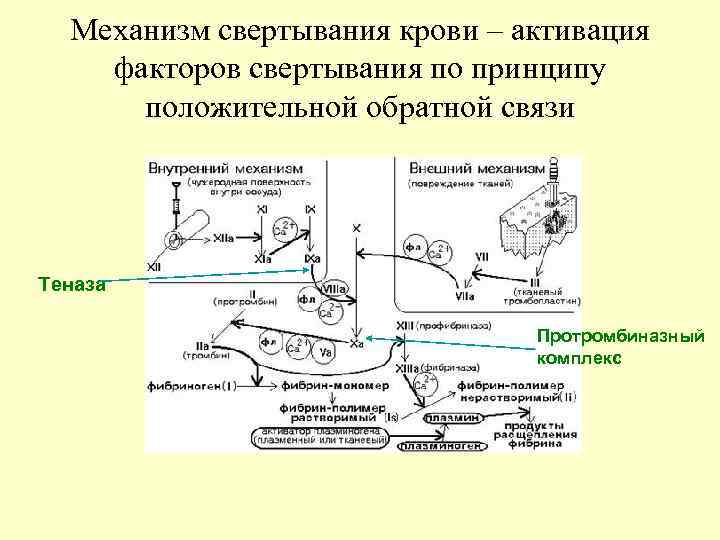 Механизм свертывания крови – активация факторов свертывания по принципу положительной обратной связи Теназа Протромбиназный