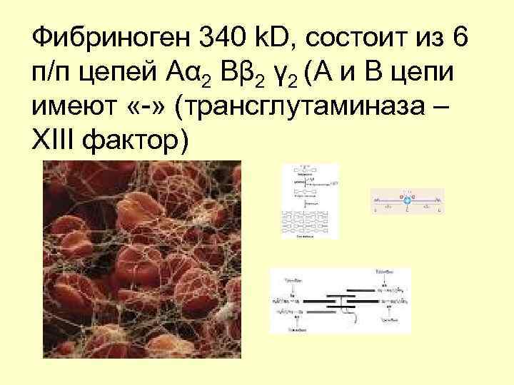 Фибриноген 340 k. D, состоит из 6 п/п цепей Аα 2 Вβ 2 γ