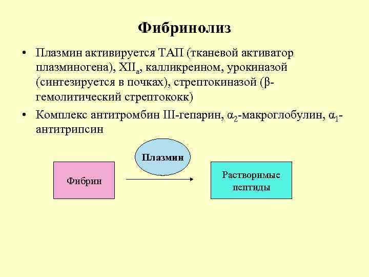 Фибринолиз • Плазмин активируется ТАП (тканевой активатор плазминогена), XIIa, калликреином, урокиназой (синтезируется в почках),