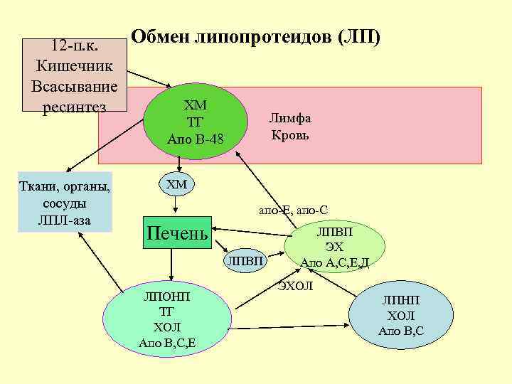 Обмен липопротеидов (ЛП) 12 -п. к. Кишечник Всасывание ХМ ресинтез Лимфа Кровь ТГ Апо