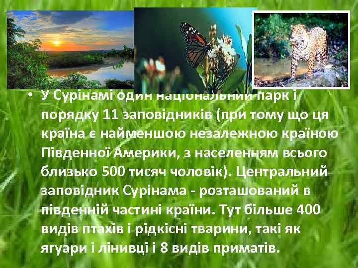  • У Сурінамі один національний парк і порядку 11 заповідників (при тому що