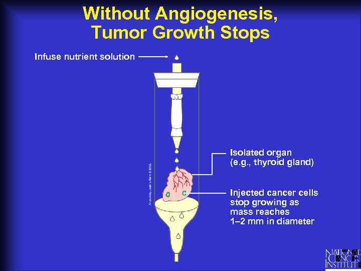 Without Angiogenesis, Tumor Growth Stops Infuse nutrient solution Isolated organ (e. g. , thyroid