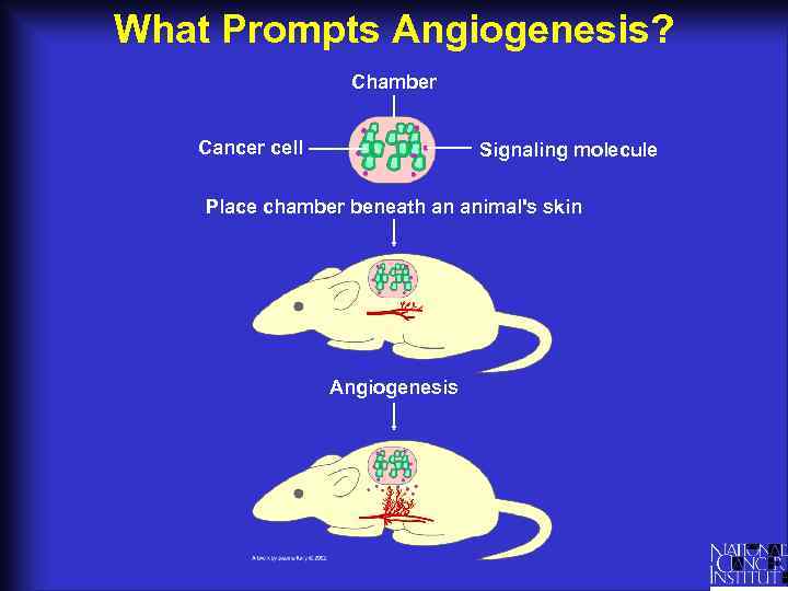 What Prompts Angiogenesis? Chamber Cancer cell Signaling molecule Place chamber beneath an animal's skin