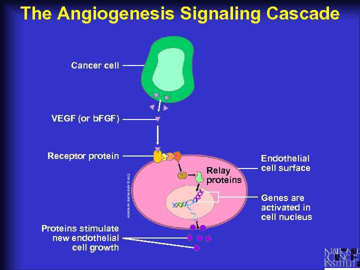 The Angiogenesis Signaling Cascade Cancer cell VEGF (or b. FGF) Receptor protein Relay proteins