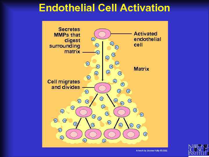 Endothelial Cell Activation Secretes MMPs that digest surrounding matrix Activated endothelial cell Matrix Cell