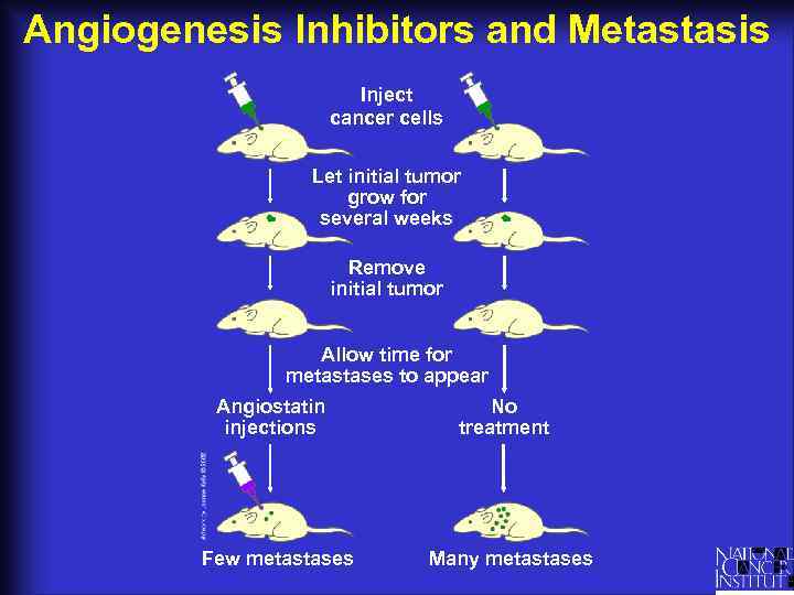 Angiogenesis Inhibitors and Metastasis Inject cancer cells Let initial tumor grow for several weeks