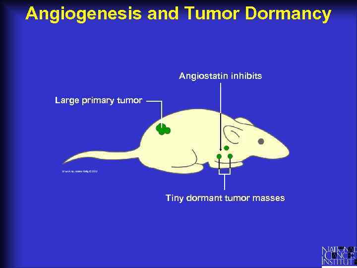 Angiogenesis and Tumor Dormancy Angiostatin inhibits Large primary tumor Tiny dormant tumor masses 