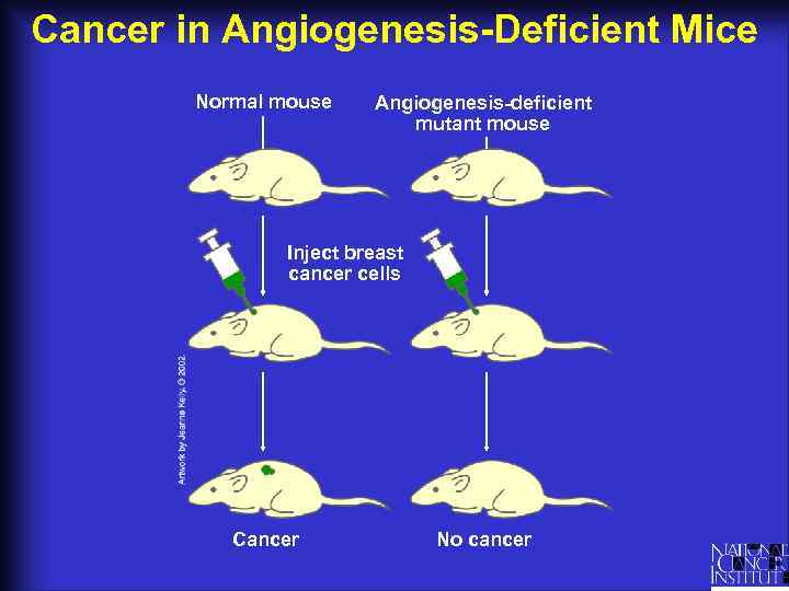 Cancer in Angiogenesis-Deficient Mice Normal mouse Angiogenesis-deficient mutant mouse Inject breast cancer cells Cancer