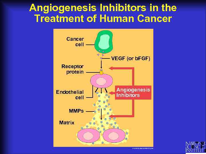 Angiogenesis Inhibitors in the Treatment of Human Cancer cell VEGF (or b. FGF) Receptor