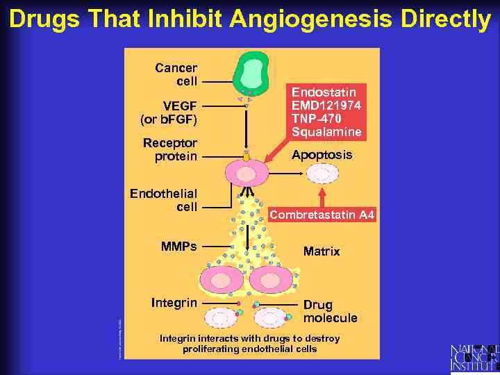 Drugs That Inhibit Angiogenesis Directly Cancer cell VEGF (or b. FGF) Receptor protein Endothelial