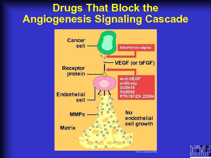 Drugs That Block the Angiogenesis Signaling Cascade Cancer cell Receptor protein Endothelial cell MMPs