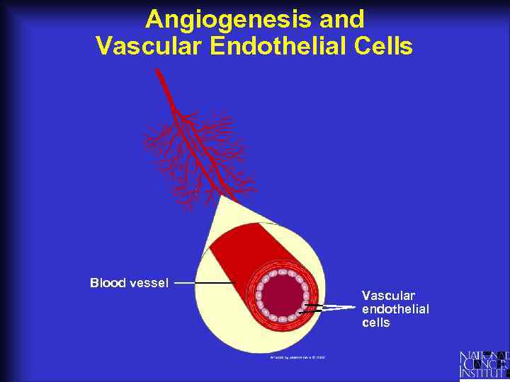 Angiogenesis and Vascular Endothelial Cells Blood vessel Vascular endothelial cells 