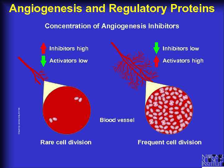 Angiogenesis and Regulatory Proteins Concentration of Angiogenesis Inhibitors high Inhibitors low Activators high Blood