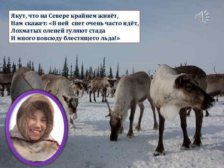 Якут, что на Севере крайнем живёт, Нам скажет: «В ней снег очень часто идёт,