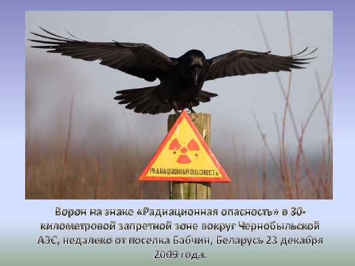 Ворон на знаке «Радиационная опасность» в 30 километровой запретной зоне вокруг Чернобыльской АЭС, недалеко