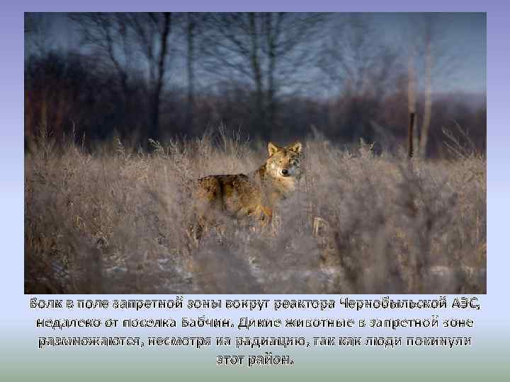 Волк в поле запретной зоны вокруг реактора Чернобыльской АЭС, недалеко от поселка Бабчин. Дикие