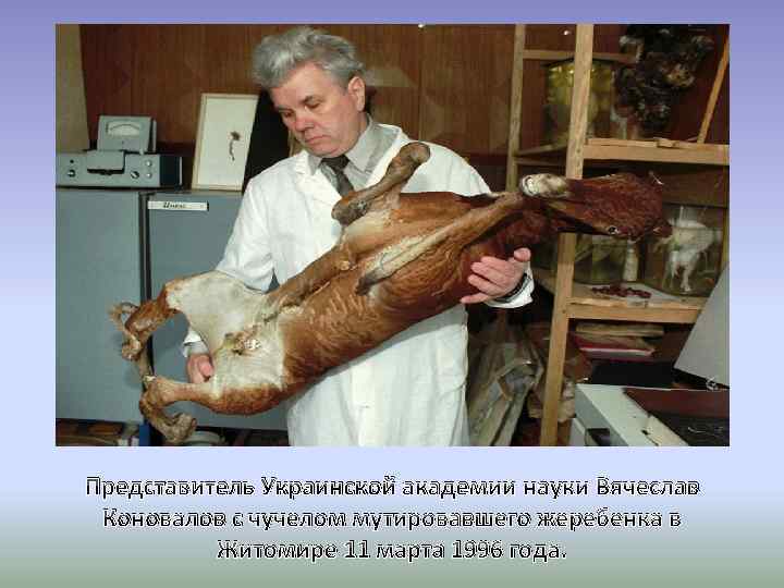 Представитель Украинской академии науки Вячеслав Коновалов с чучелом мутировавшего жеребенка в Житомире 11 марта