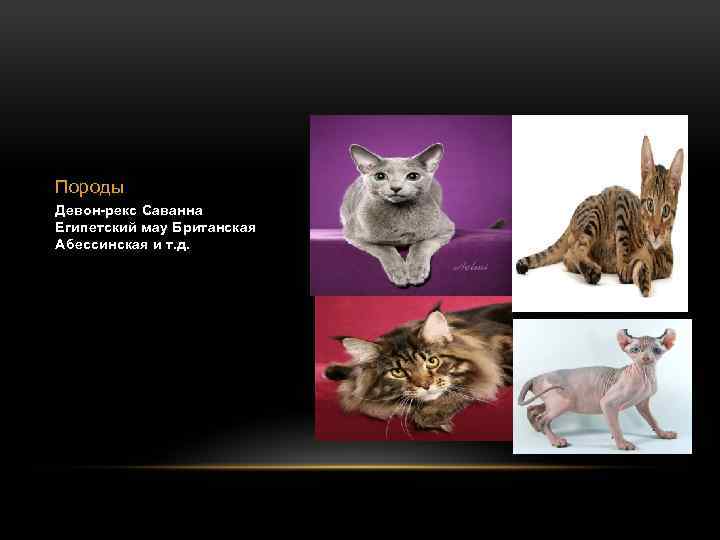 Породы Девон-рекс Саванна Египетский мау Британская Абессинская и т. д. 