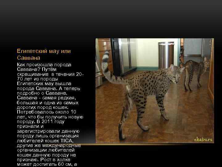 Египетский мау или Саввана Как произошла порода Саввана? Путём скрещивание в течения 2070 лет