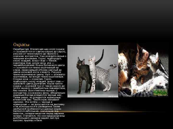 Окрасы Серебристая. Египетская мау этого окраса — основной тон от светло-серого до серого, рисунок