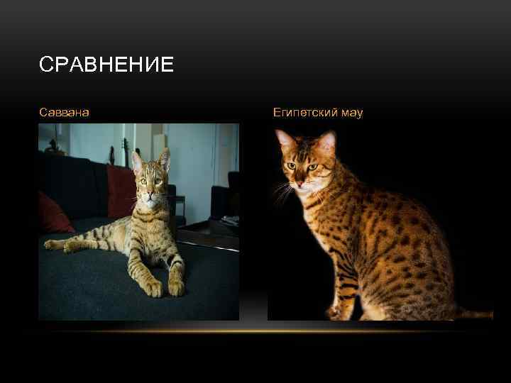 СРАВНЕНИЕ Саввана Египетский мау 