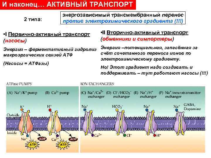 И наконец… АКТИВНЫЙ ТРАНСПОРТ 2 типа: энергозависимый трансмембранный перенос против электрохимического градиента (!!!) •