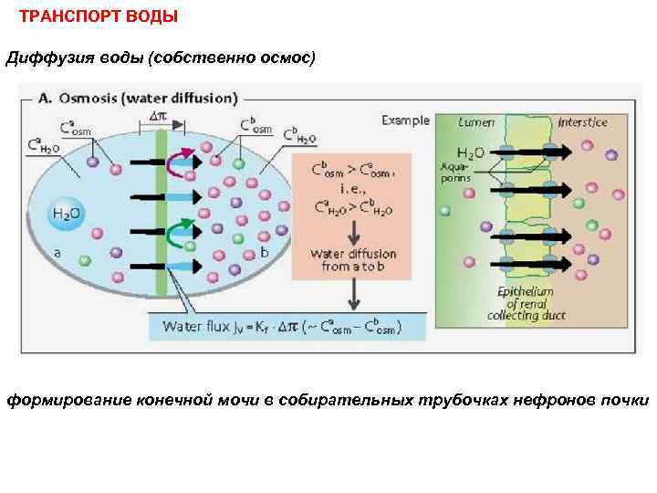 ТРАНСПОРТ ВОДЫ Диффузия воды (собственно осмос) формирование конечной мочи в собирательных трубочках нефронов почки