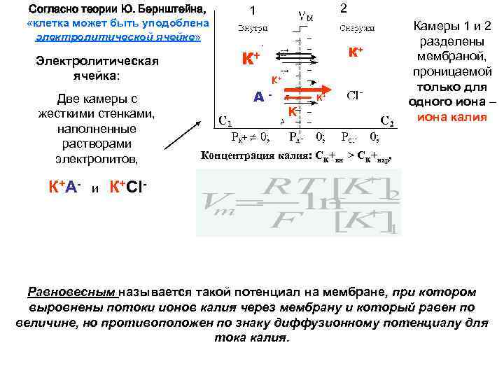 Согласно теории Ю. Бернштейна, «клетка может быть уподоблена электролитической ячейке» Электролитическая ячейка: Две камеры