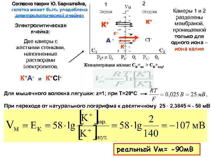 Согласно теории Ю. Бернштейна, «клетка может быть уподоблена электролитической ячейке» Электролитическая ячейка: Две камеры