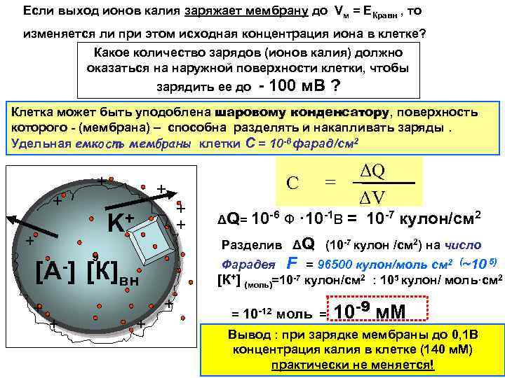 Если выход ионов калия заряжает мембрану до Vм = ЕКравн , то изменяется ли